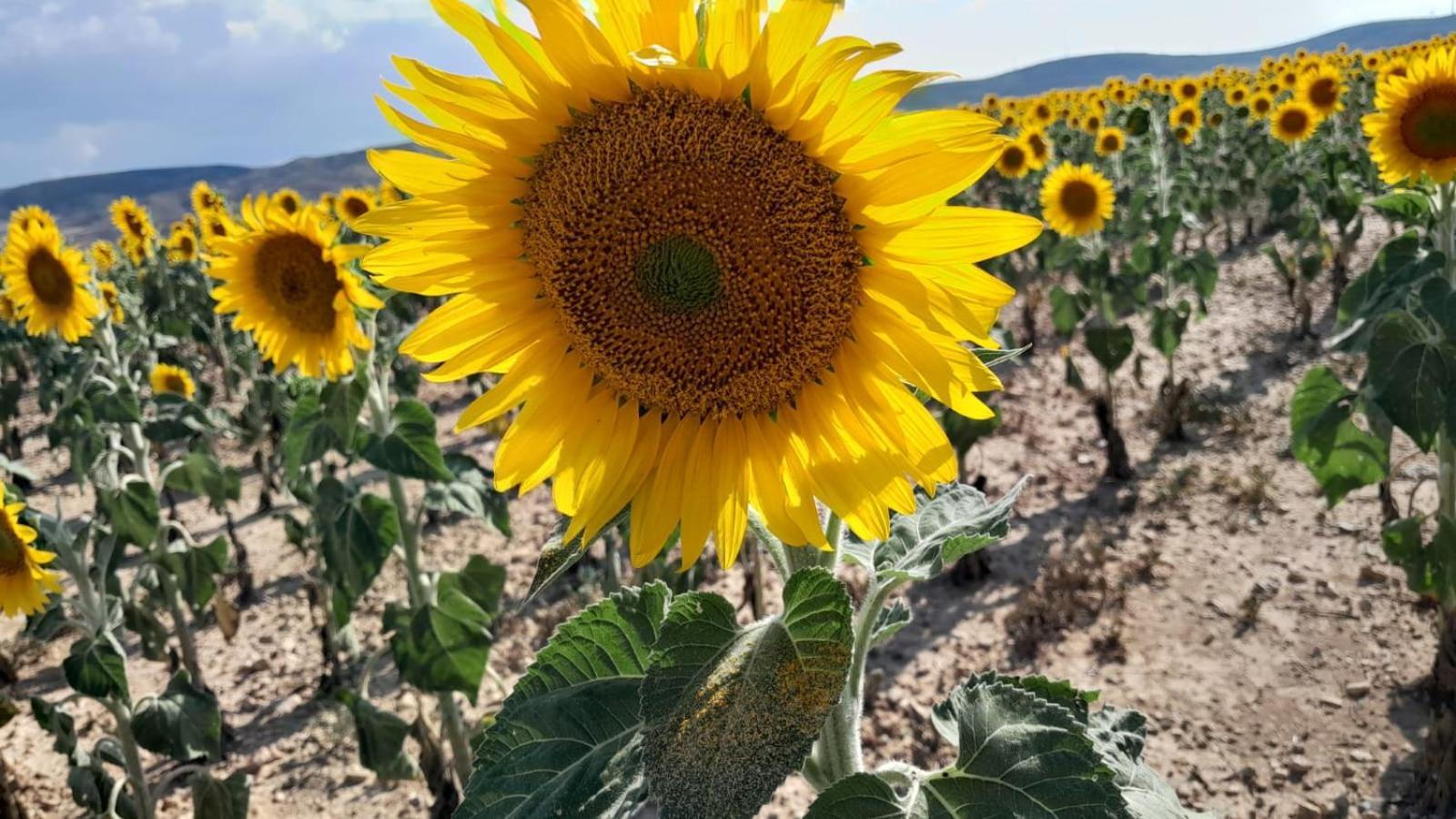 Casa Rural Italuna Konuk evi Jarque de la Val Dış mekan fotoğraf